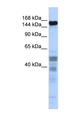 ZNF335 / NIF1 Antibody (C-Terminus)