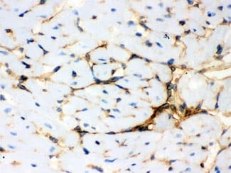ANXA3 / Annexin A3 Antibody