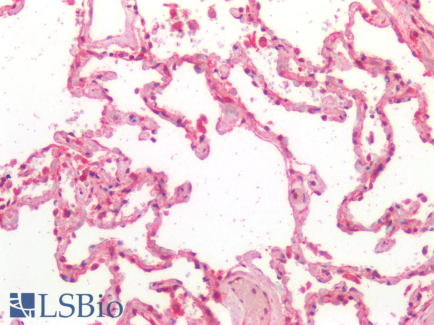 PathPlus™ Kinesin Heavy Chain / KIF5B Antibody (aa951-963)
