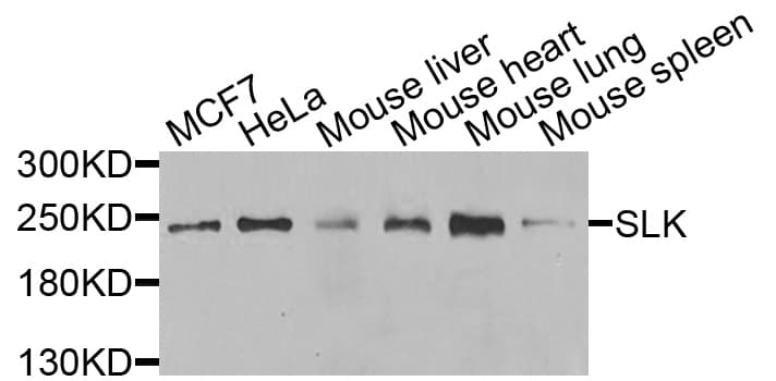 SLK Antibody