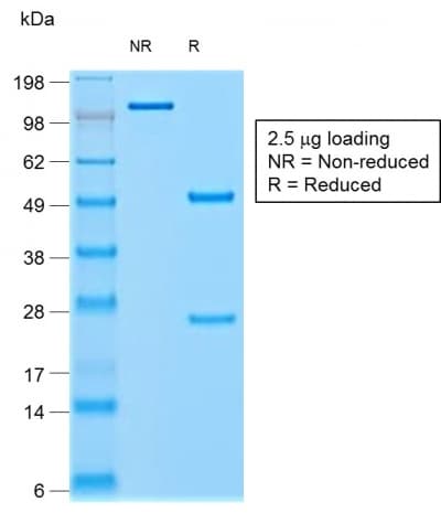 CHGA / Chromogranin A Antibody (clone rCHGA/798, Azide-free, Carrier-free)