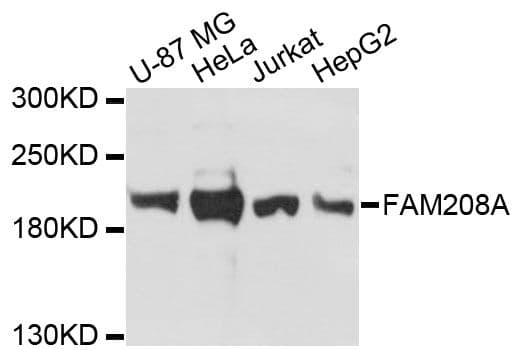 FAM208A Antibody
