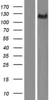 THSD4 Protein (Over-Expression Lysate Myc-DDK (Flag))