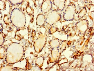 SRP19 Antibody