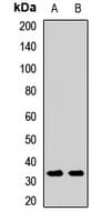 SOX2 Antibody