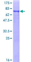 Human TUBA1C / Tubulin Alpha 1C Protein (Recombinant GST)
