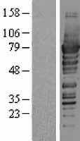 PDZK1 Protein (Over-Expression Lysate Myc-DDK (Flag))