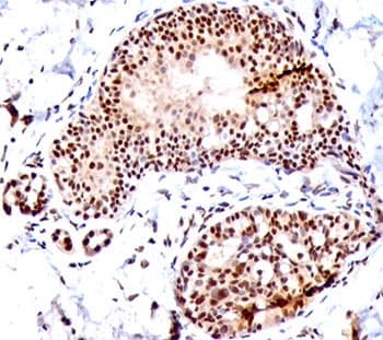 SUMO1 / SMT3 Antibody (clone SM1/495, Azide-free, BSA-free)