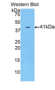 HIST3H2A Antibody (aa1-130)
