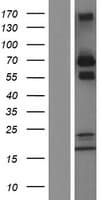GRB10 Protein (Over-Expression Lysate Myc-DDK (Flag))