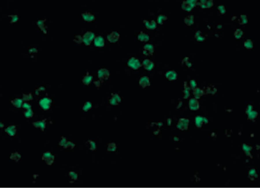 IHC-plus™ IRAK2 / IRAK-2 Antibody