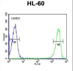 KIR2DS3 Antibody (aa268-295)