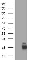 MLANA / Melan-A Antibody (clone OTI4D6)