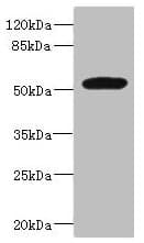 MARCO Antibody