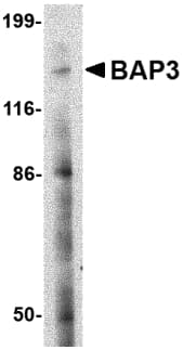 BAIAP3 Antibody