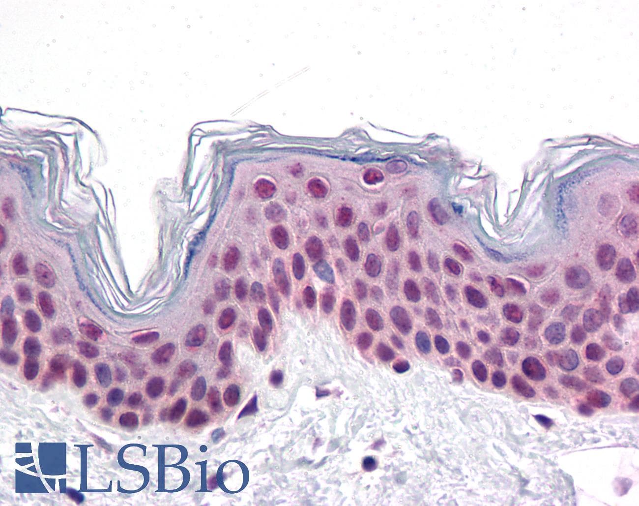 IHC-plus™ Polyclonal Rabbit anti-Human CDC27 Antibody (IHC, WB)