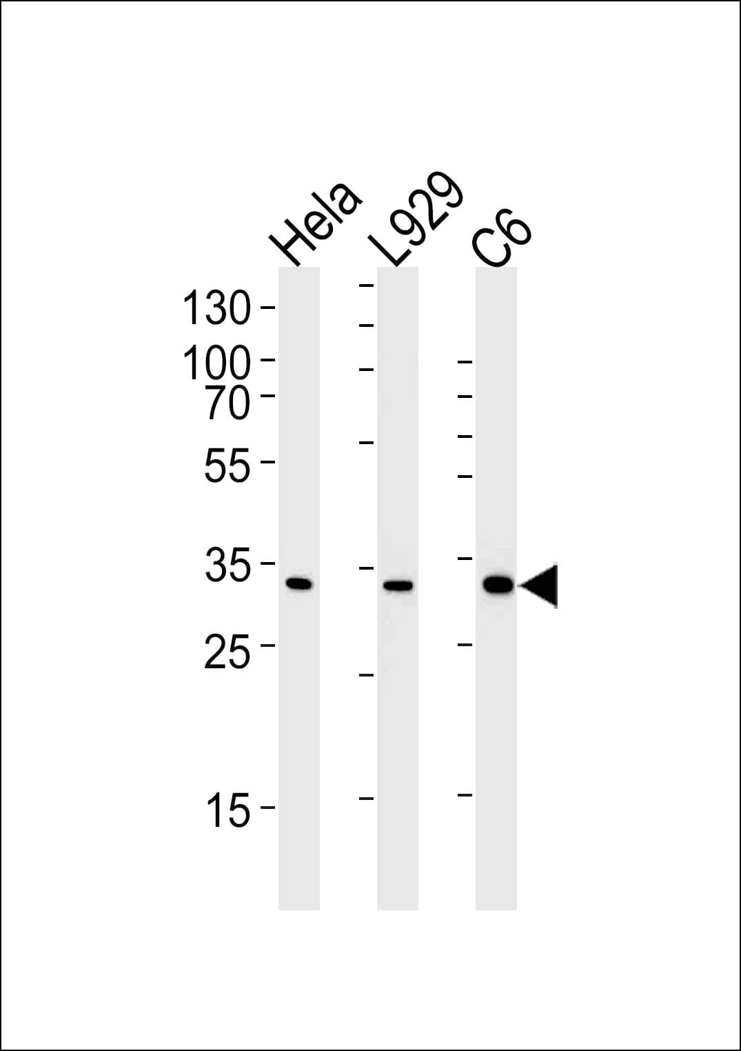 Monoclonal Mouse anti-Human PCNA Antibody (clone 1157CT1.1.3, aa236-261, WB)