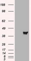 MAP2K2 / MKK2 / MEK2 Antibody (clone OTI8G6)