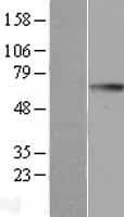 GGT1 / GGT Protein (Over-Expression Lysate Myc-DDK (Flag))
