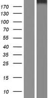 STAB2 / HARE Protein (Over-Expression Lysate Myc-DDK (Flag))