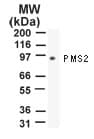 IHC-plus™ Monoclonal Mouse anti-Human PMS2 Antibody (clone 163C1251, aa600-650, IHC, WB)
