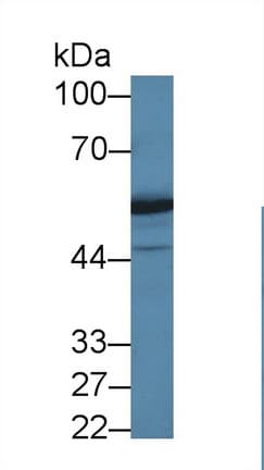 DARS Antibody (APC)