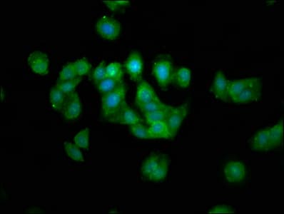 MAP1L / MAP1A Antibody