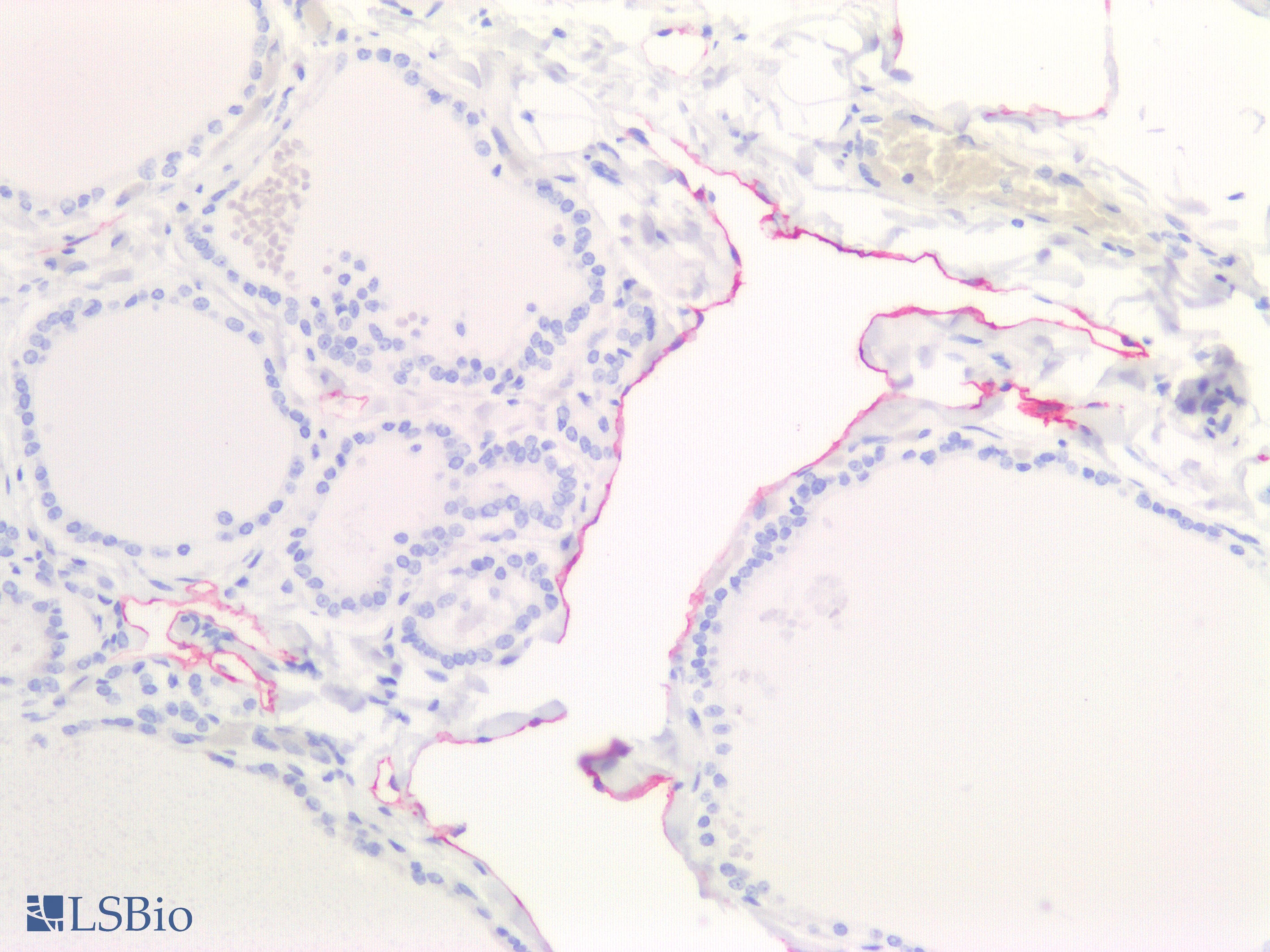 IHC-plus™ PDPN / Podoplanin Antibody (clone D2-40)