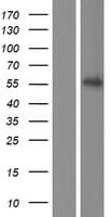 FZR1 Protein (Over-Expression Lysate Myc-DDK (Flag))