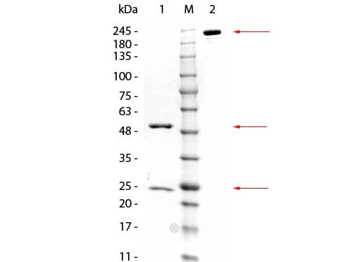 GSTZ1 Antibody (clone 24E9.G9.G8)