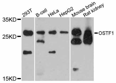 OSTF1 / OSF Antibody