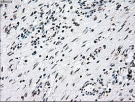 NRBP1 / NRBP Antibody (clone OTI2A5)