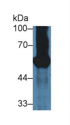 GP2 Antibody (aa301-506)
