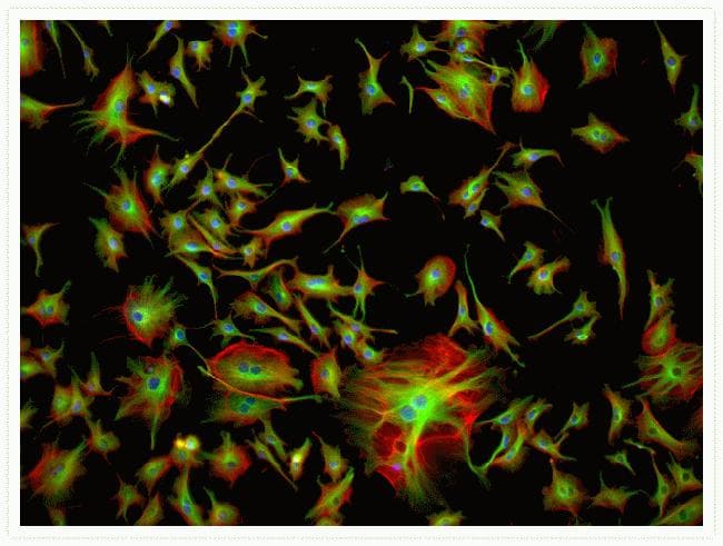 Alpha Tubulin Antibody (clone 236-10501)
