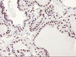 HES1 / HES-1 Antibody (clone OTI2D2)