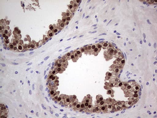 NKX3-1 Antibody (clone OTI6E7)