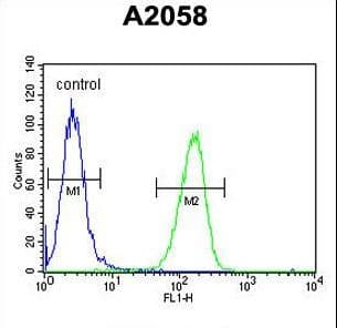 Polyclonal Rabbit anti-Human GSTO2 Antibody (aa82-110, IF, WB)