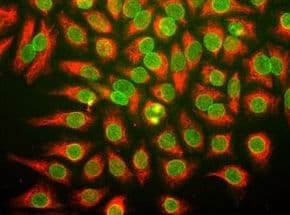 Monoclonal Mouse Nuclear Pore Complex Antibody (clone 39C7, IF)