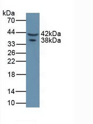 ASPN / Asporin Antibody (aa16-373)