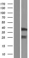 GABPB1 Protein (Over-Expression Lysate Myc-DDK (Flag))