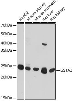 GSTA1 Antibody