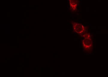 CD45 / LCA Antibody