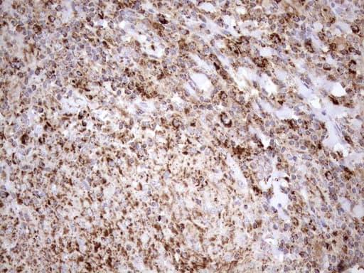 SHMT / SHMT2 Antibody (clone OTI3E9)