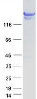 Human NGN / Neogenin Protein (Recombinant Myc-DDK (Flag))