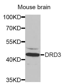 IHC-plus™ DRD3 / Dopamine Receptor D3 Antibody