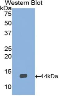 BDNF Antibody (aa134-238)
