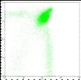 Monoclonal Rat anti-Mouse CD4 Antibody (clone GK1.5, FITC)