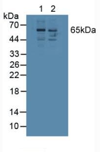 SPP1 / Osteopontin Antibody