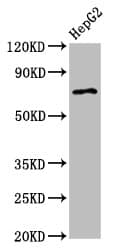 Polyclonal Rabbit anti-Human AGPS Antibody (IHC, IF, WB)