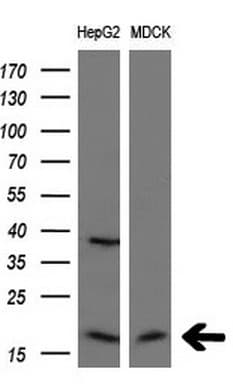 CDKN1A / WAF1 / p21 Antibody (aa2-164, clone OTI4B11)